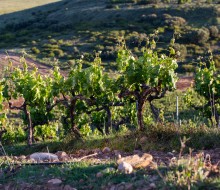 Ramón Bilbao, única bodega española fundadora de la Sustainable Wine Roundtable, la iniciativa global por la sostenibilidad en el sector del vino