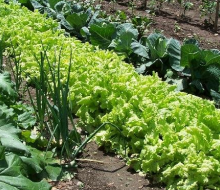 Arranca la Semana de los Alimentos Ecológicos