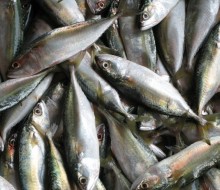 Los pescados con más metales tóxicos