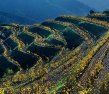 La vitivinicultura en el siglo XXI, el valor de un paisaje