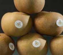 Manzana reineta: producto Denominación de Origen
