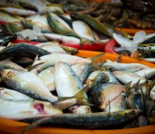 La acuicultura producirá casi 2/3 del pescado mundial en 2030