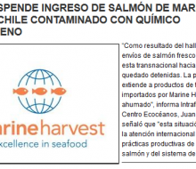Estados Unidos prohibe la entrada de salmón de Marine Harvest