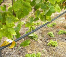 Un aceite hecho con semillas de uva Albariño, Caíño y Loureiro