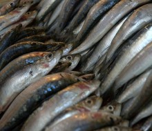 Las sardinas no son manjar de buena compañía