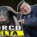 Porco Celta: El renacer de un icono de la identidad y el mundo rural gallego