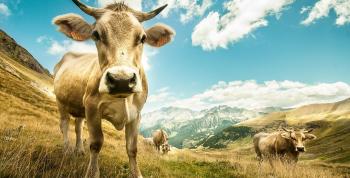 Miles de hectáreas protegidas de los incendios del verano gracias al pastoreo del ganado vacuno