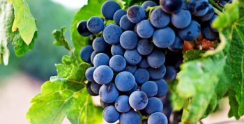 Madrid rinde culto a la Garnacha: Comienza la exclusiva experiencia de cata en La Bodega de Los Reyes