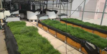 Salicornia y lechugas cultivadas en tanques con peces, un modelo de bioeconomía circular
