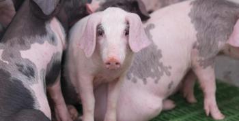 La matanza del Porco Celta: El resurgir de una tradición milenaria basada en la cultura y el respeto