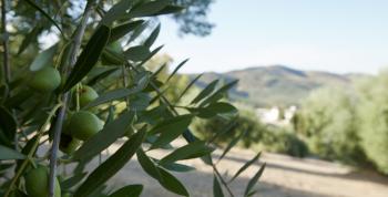 ¿Picual o Picuda? Claves para diferenciar las dos caras del Aceite de Oliva Virgen Extra