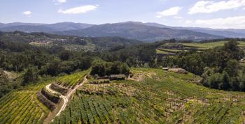 Deiva: el nuevo Albariño de Tempos Vega Sicilia