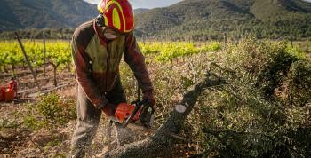 Familia Torres renueva su compromiso con la gestión forestal sostenible en Catalunya
