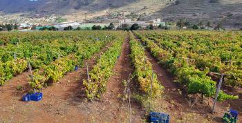 Finaliza la vendimia 2025 con más de 1,3 millones de kilos de uva recolectados en Canarias