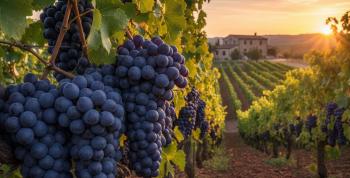 Bodegas Familiares Matarromera inicia la vendimia 2025 en Ribera del Duero con enfoque en vinos desalcoholizados