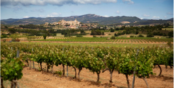 La DO Conca de Barberá triplica en doce años su producción de vinos de trepat y consolida su diferenciación como territorio vitivinícola