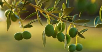 Belmonte de San José acoge una experiencia oleícola única entre olivares centenarios