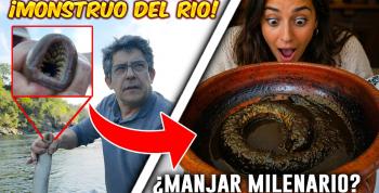 360 Millones de años en un plato: El secreto de la Lamprea del Miño se revela en Casa Calviño