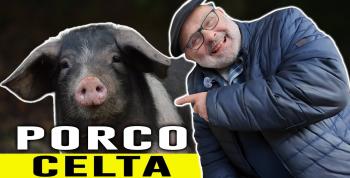 Porco Celta: El renacer de un icono de la identidad y el mundo rural gallego
