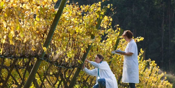 Un túnel del vino para disfrutar de las Rías Baixas