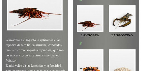 Aprende sobre gastronomía mexicana desde tu iPhone